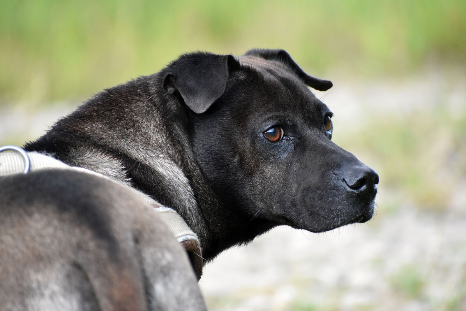 Nikon D3500 sample photo. Dog, animal, portrait photography