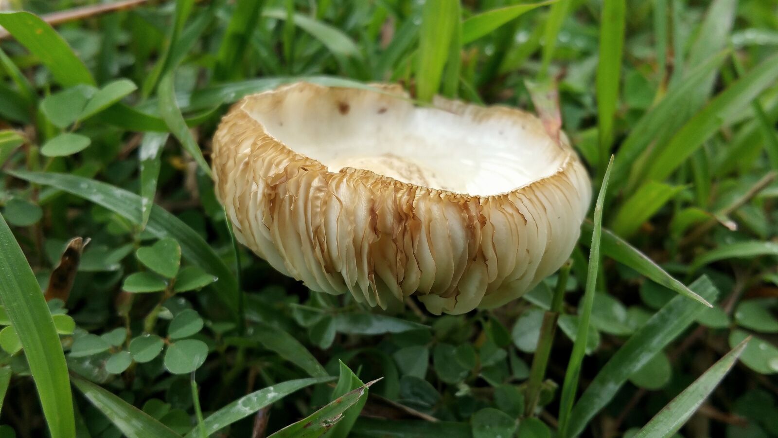 Samsung Galaxy Note4 sample photo. Mushroom, fungus, white and photography