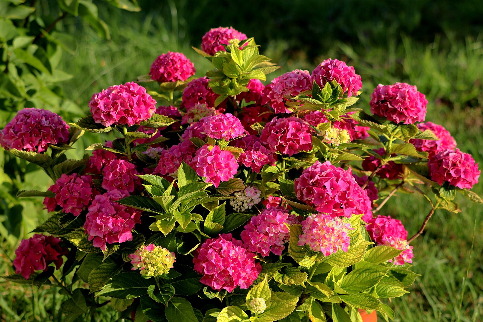 Canon EOS 77D (EOS 9000D / EOS 770D) sample photo. Hydrangea, bush, hydrangea bush photography