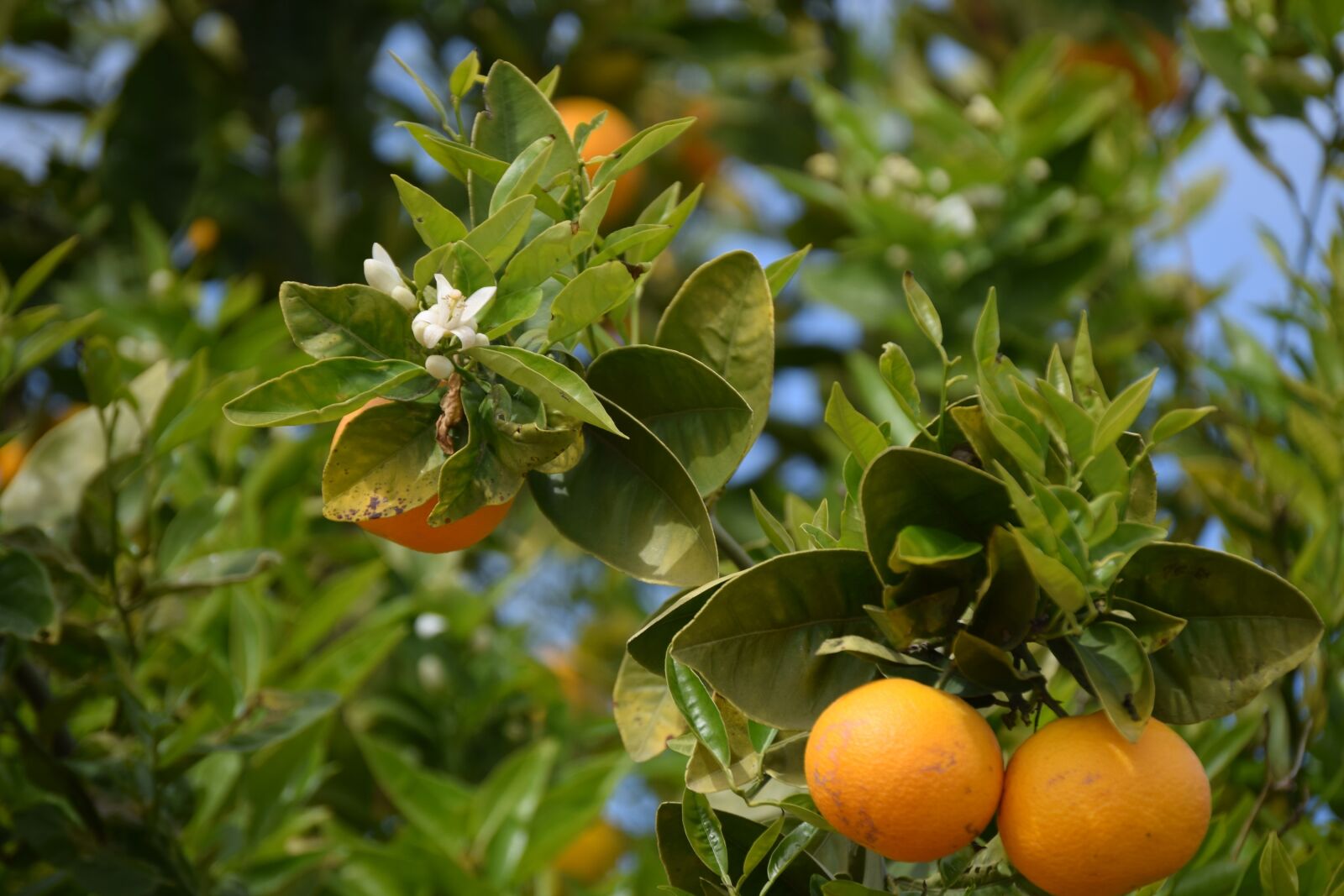 Nikon D3300 sample photo. Orange trees, oranges, orange photography