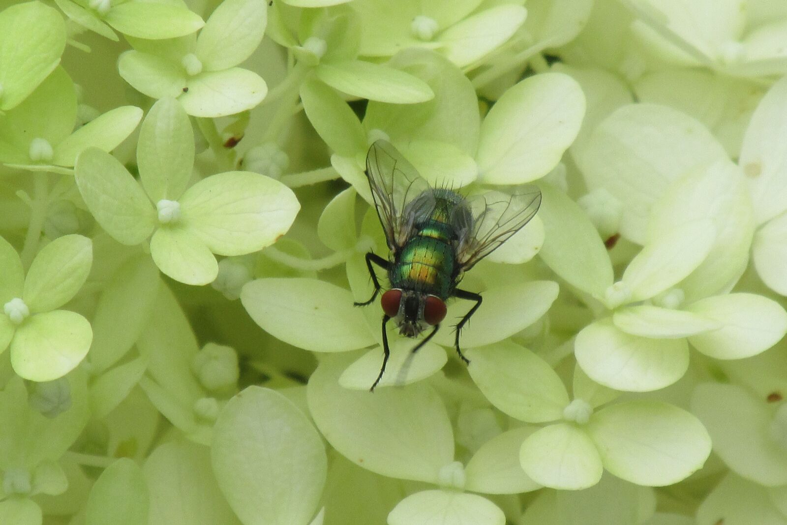 Canon PowerShot SX160 IS sample photo. Flower, fly, nature photography
