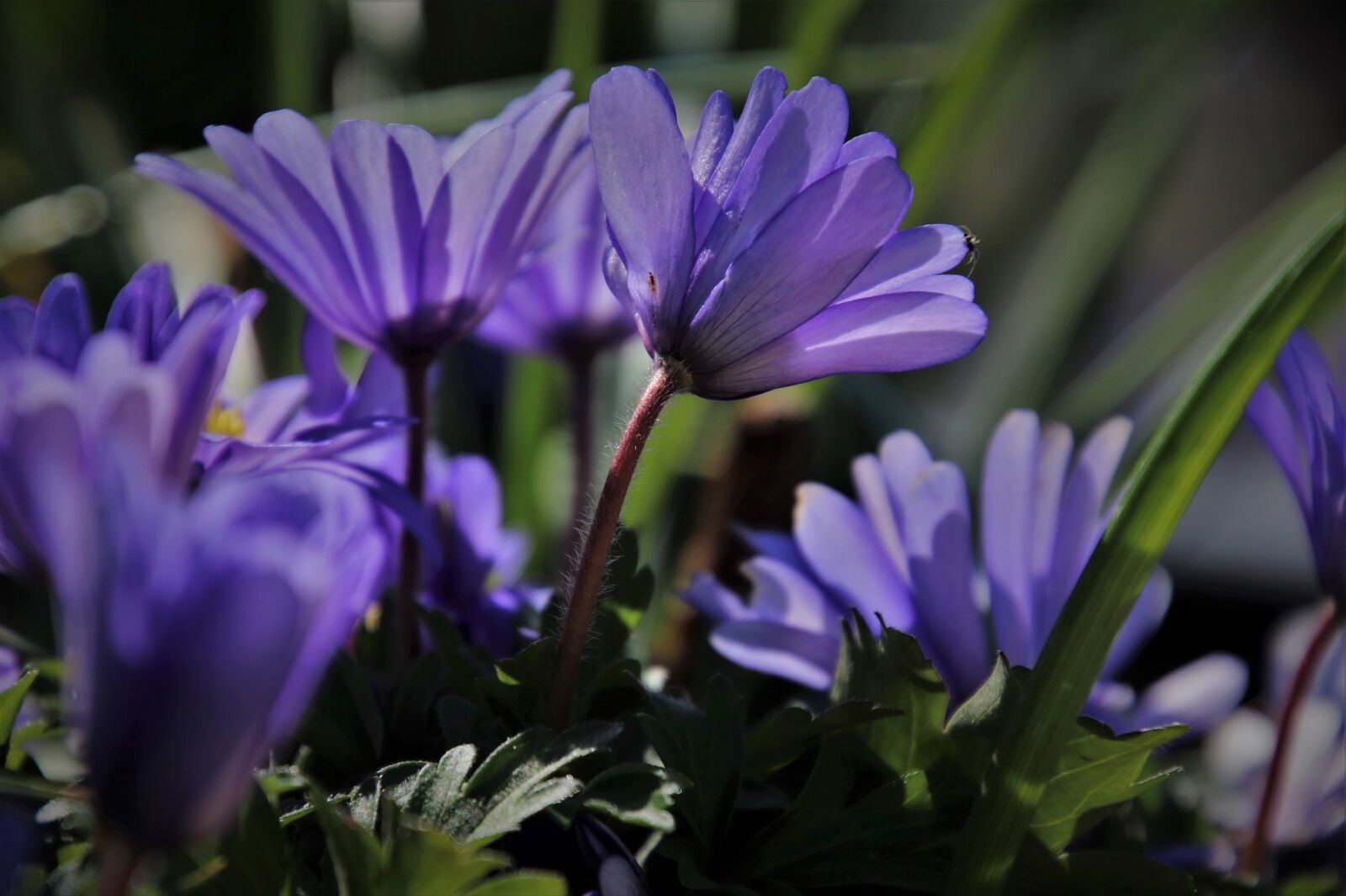 Canon EOS 80D sample photo. Spring flowers, the backlight photography