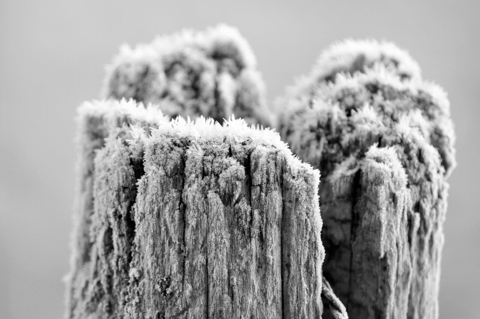Nikon D90 sample photo. Wood, gel, winter photography