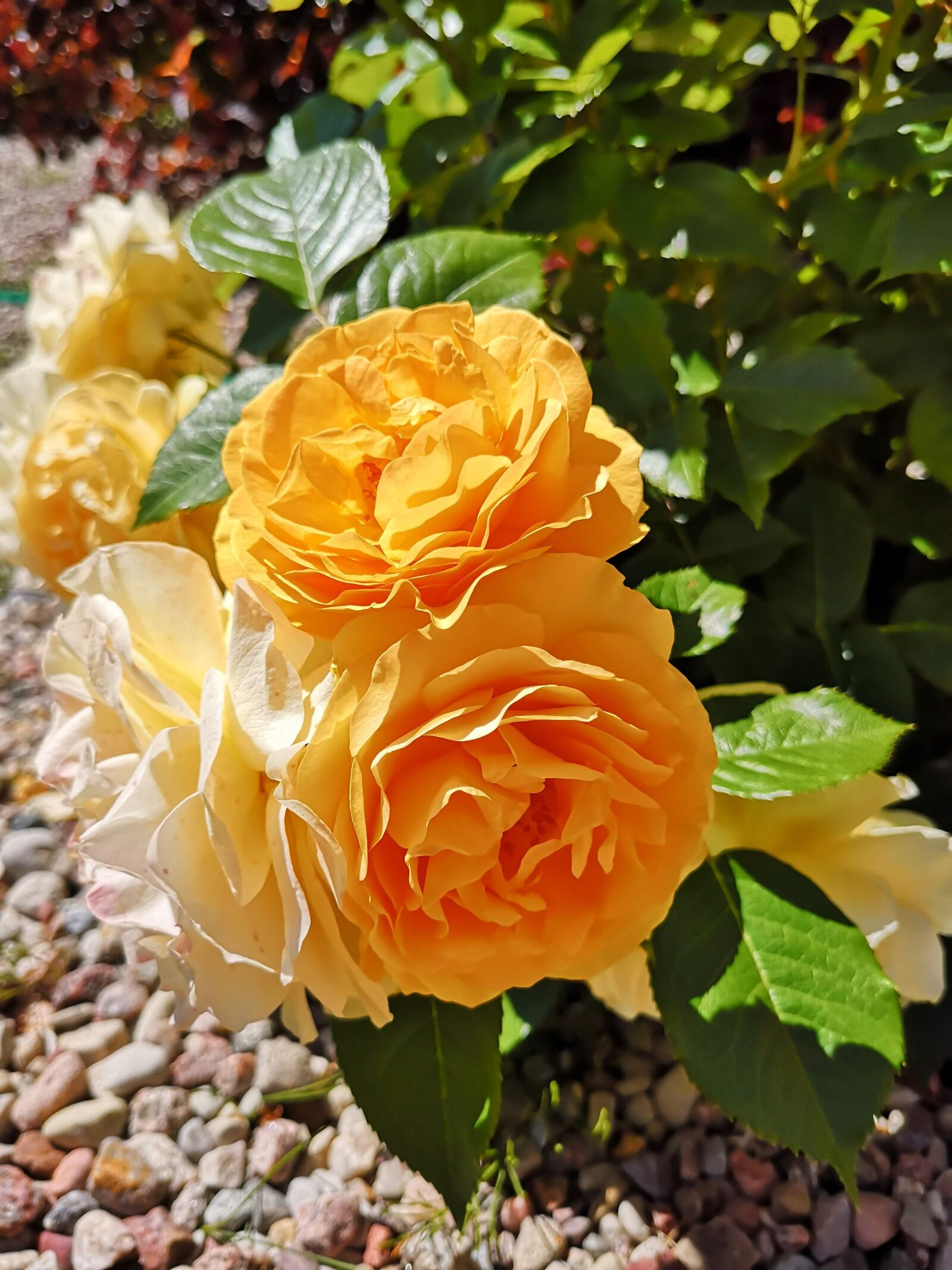 HUAWEI P20 sample photo. Rose, flower, yellow photography