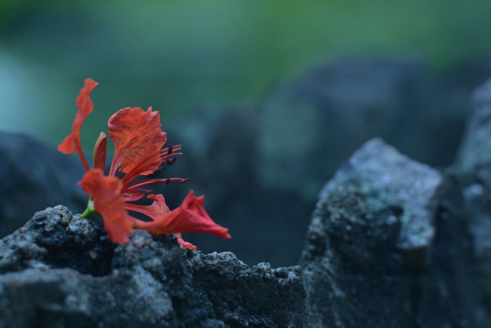 Nikon D7100 sample photo. Sri lanka, flower, red photography