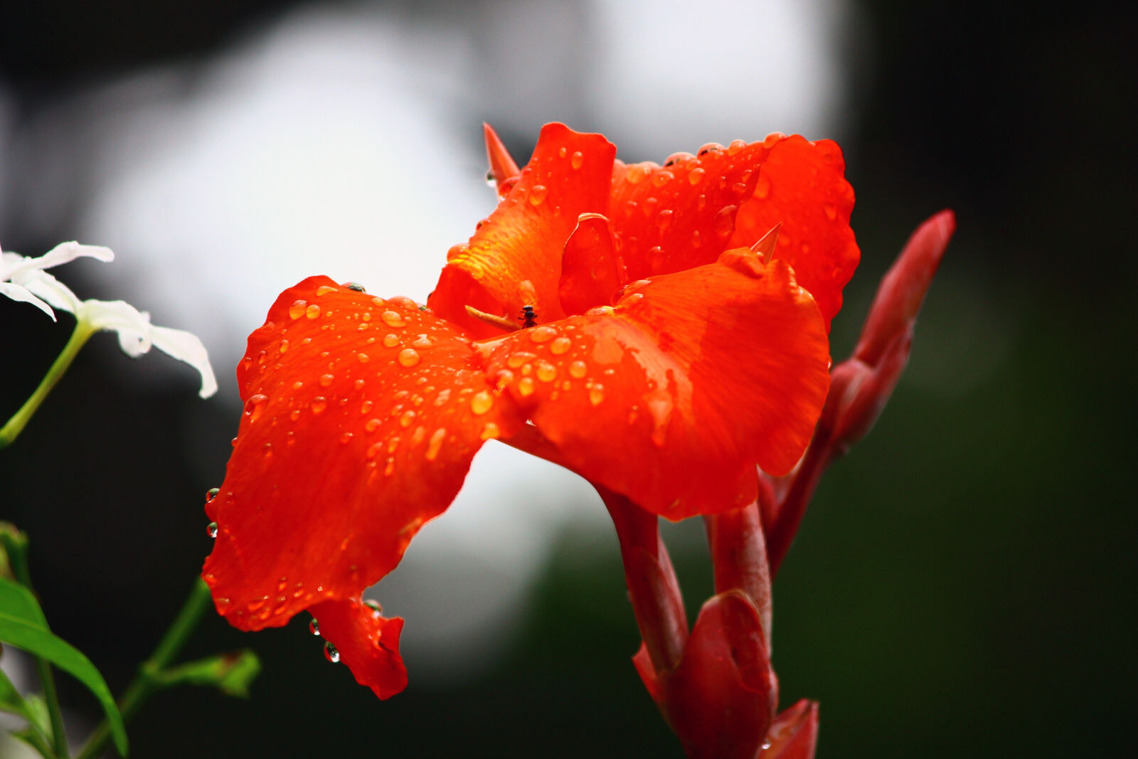 Canon EF-S 55-250mm F4-5.6 IS II sample photo. Flower, orang, red, water photography