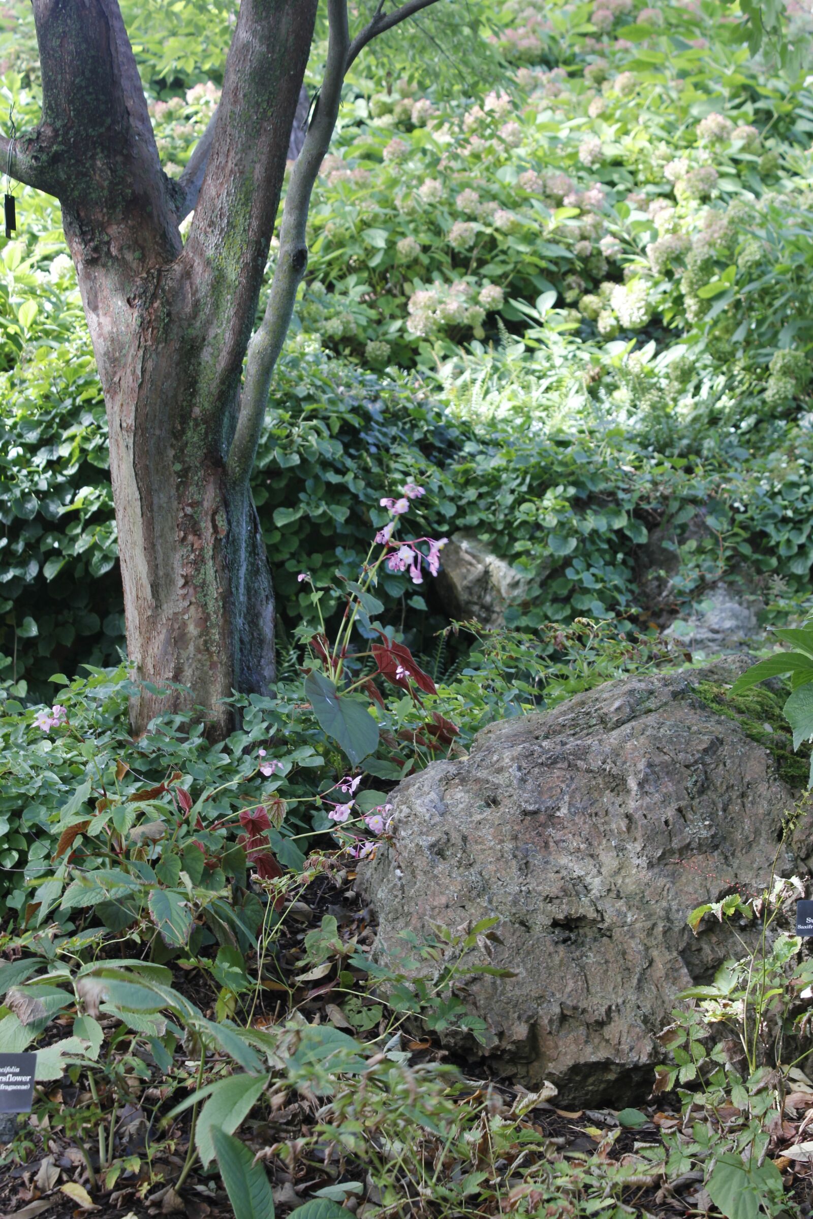 Canon EOS 550D (EOS Rebel T2i / EOS Kiss X4) sample photo. Nature, rock, floral photography