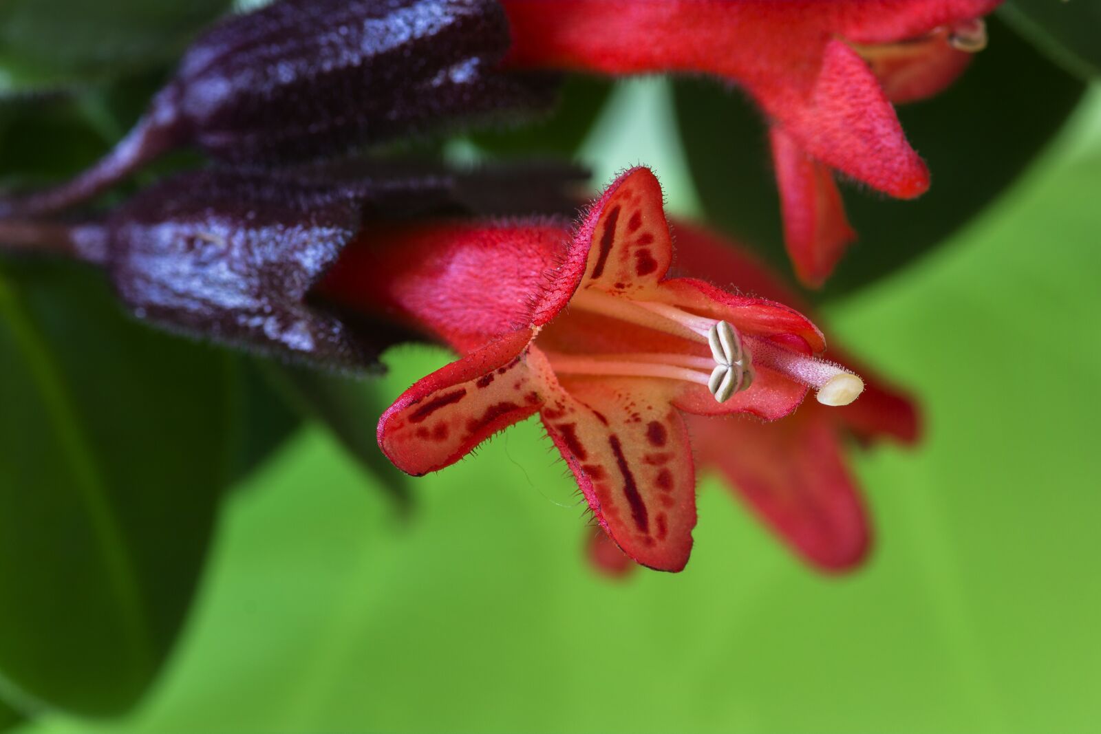 Nikon D7200 sample photo. Kiss mouth, leaves, houseplant photography