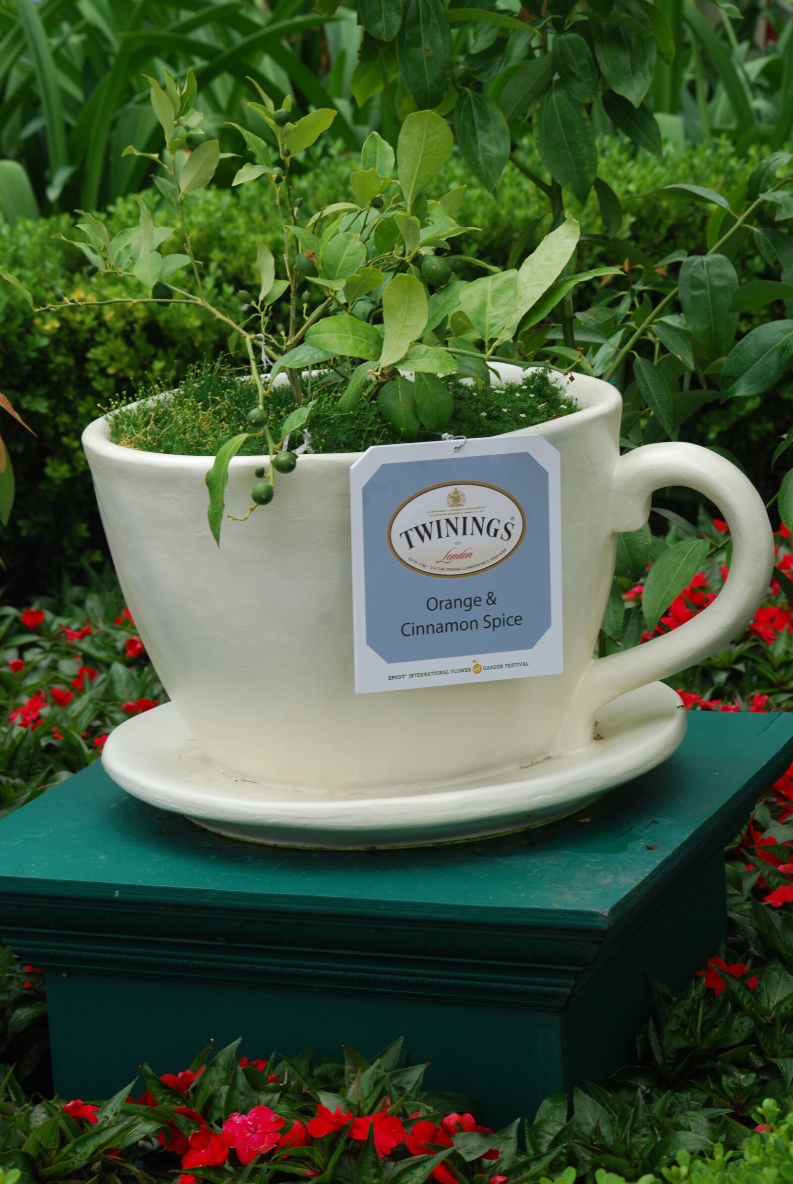 Nikon D80 sample photo. Teacup, greenery, nature photography