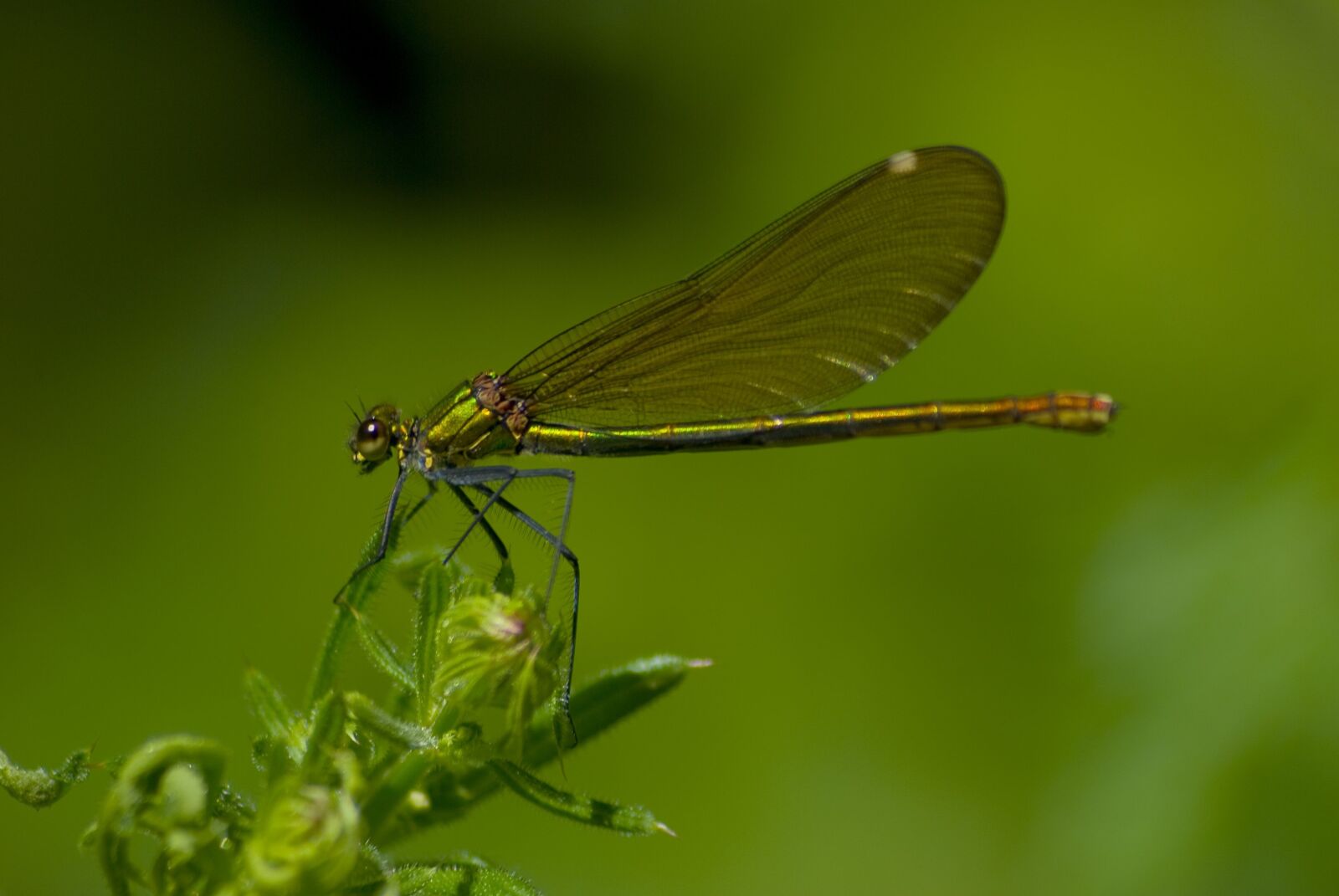 Nikon D80 sample photo. Caballito, devil, insect photography
