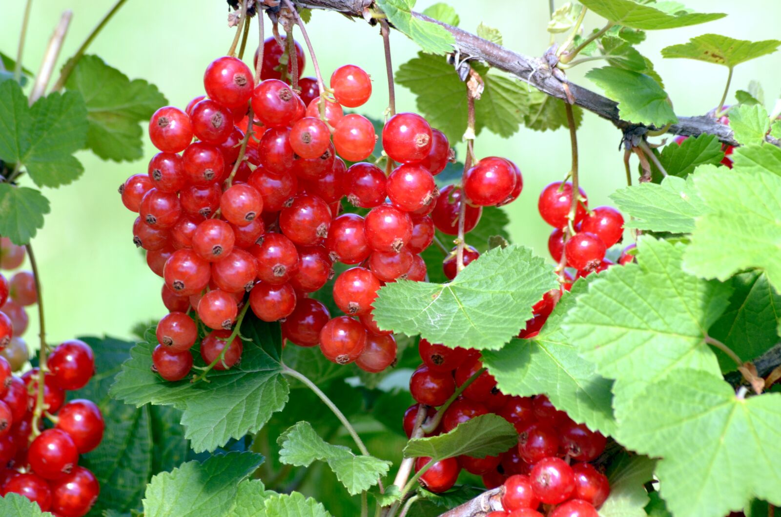 Nikon D5100 sample photo. Currant, fruit, berries photography