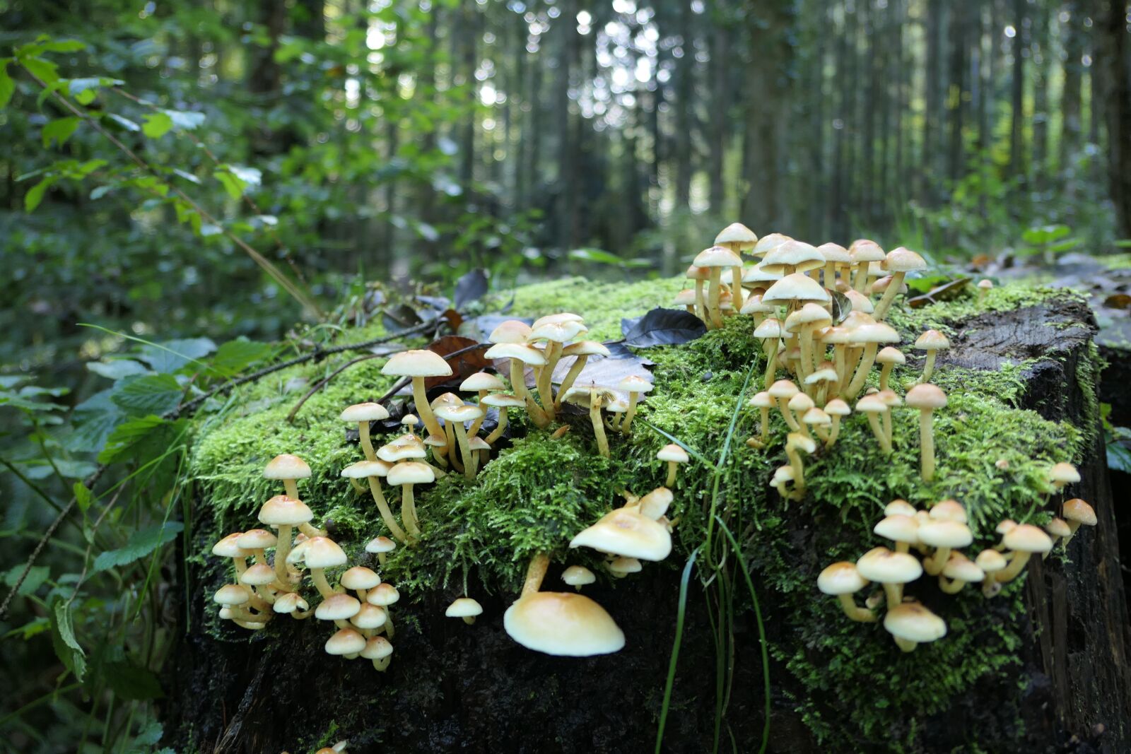 Panasonic Lumix DMC-LX10 (Lumix DMC-LX15) sample photo. Moss, mushrooms, forest photography