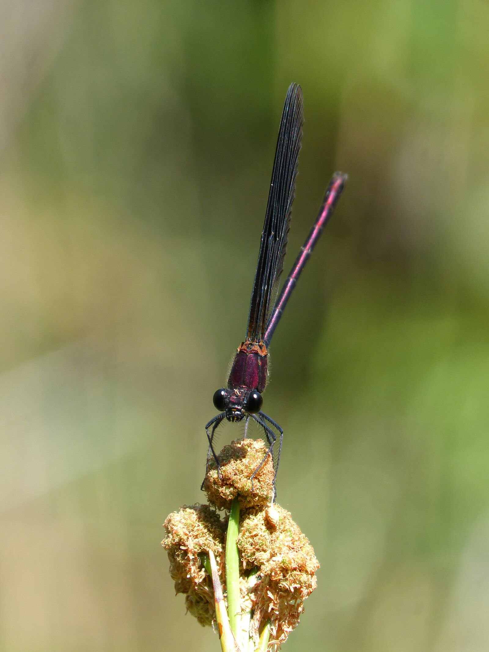 Panasonic DMC-FZ62 sample photo. Black dragonfly, calopteryx haemorrhoidalis photography