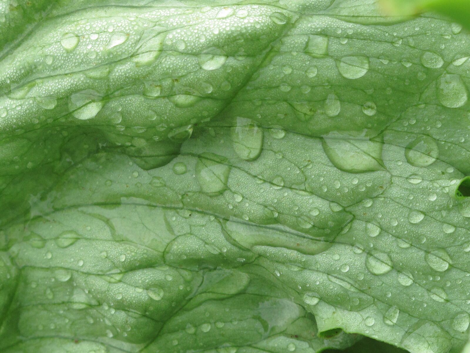 Canon PowerShot G10 sample photo. Iceberg lettuce, macro, fresh photography