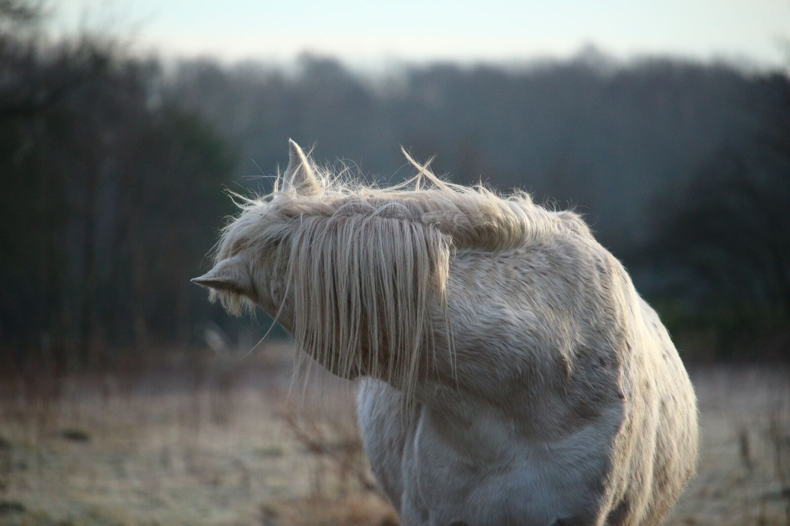 Canon EOS 100D (EOS Rebel SL1 / EOS Kiss X7) sample photo. Horse, mold, frost photography
