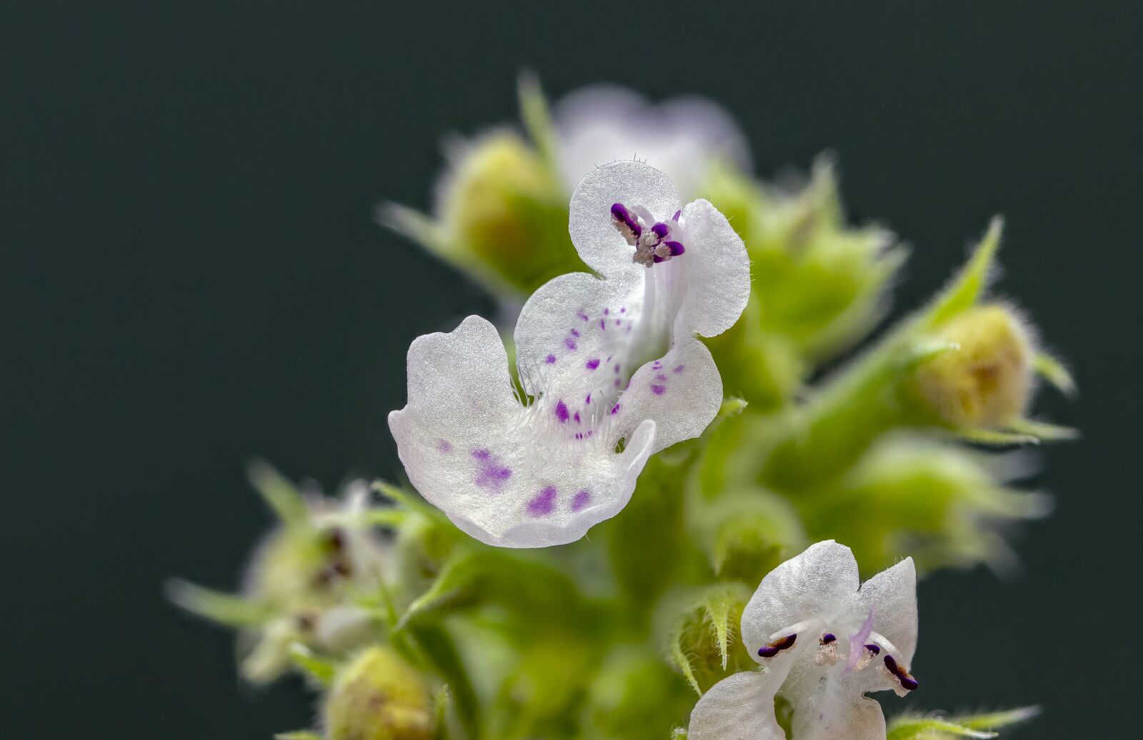 Canon MP-E 65mm F2.5 1-5x Macro Photo sample photo. Cat-mint, cat-nip, flower photography