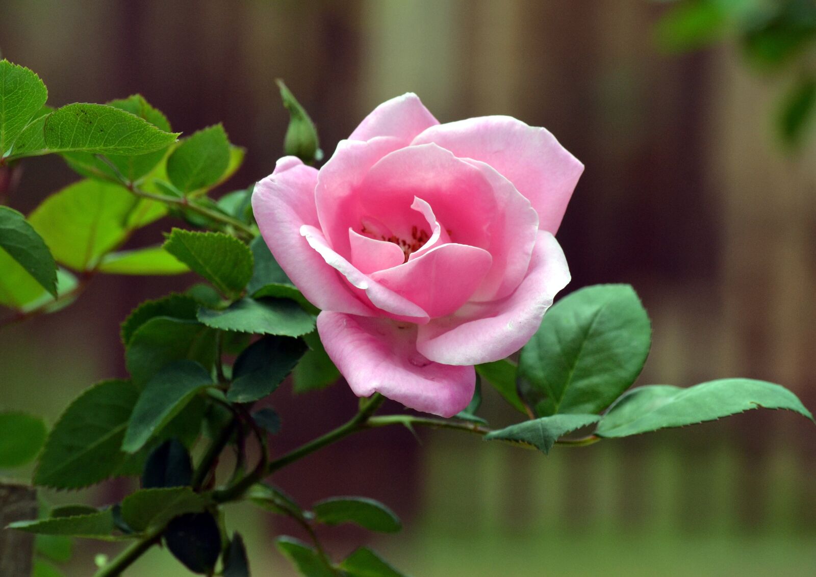 Nikon D3100 sample photo. Pink, rose bud, fragrance photography