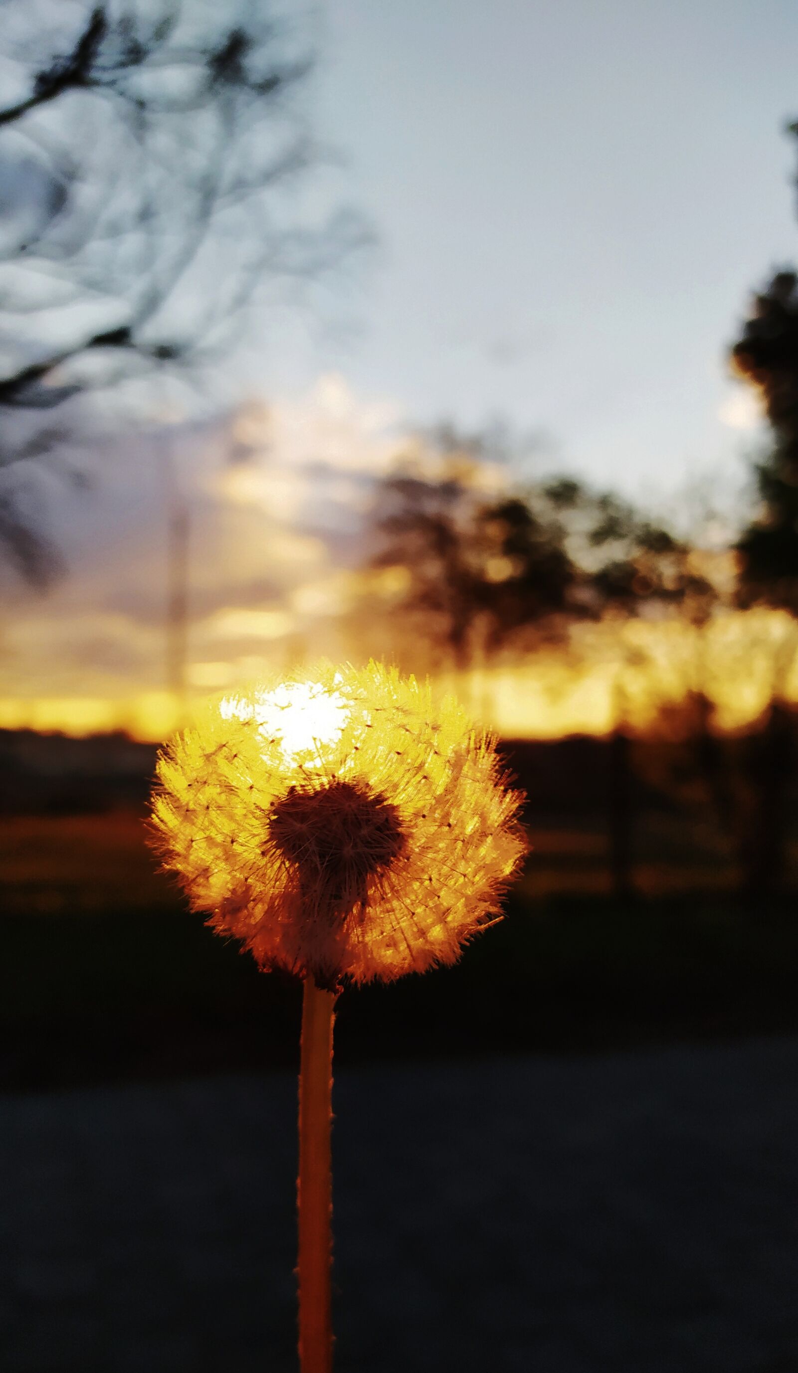 Xiaomi Redmi Note 8T sample photo. Dandelion, sunset, west photography