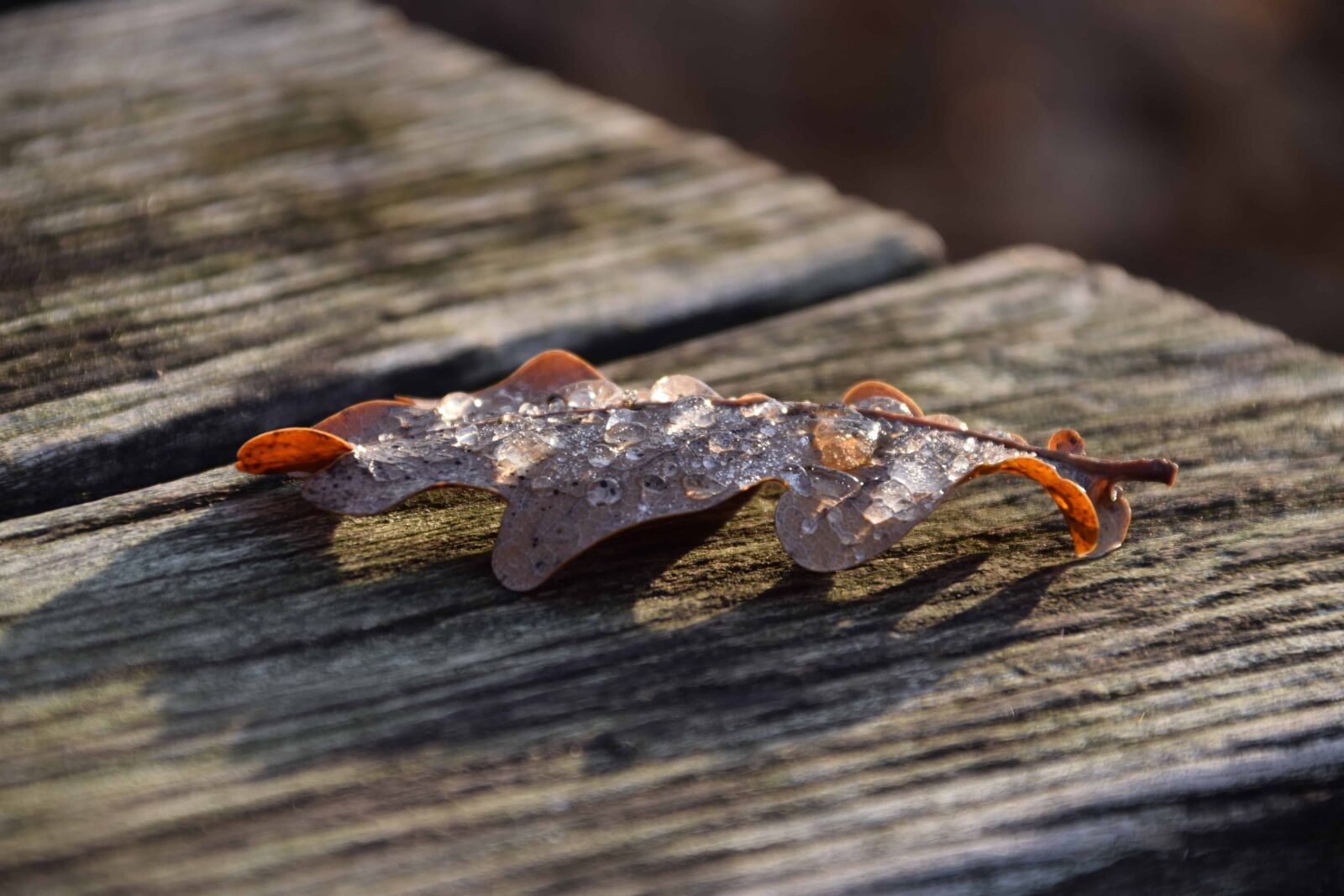 Nikon D3300 sample photo. Leaf, autumn, table, forest photography