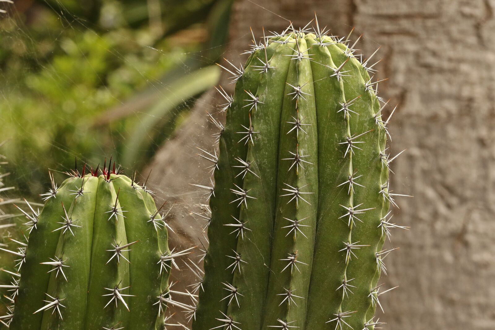 Canon EOS 7D Mark II sample photo. Cactus, spikes, sharp spikes photography