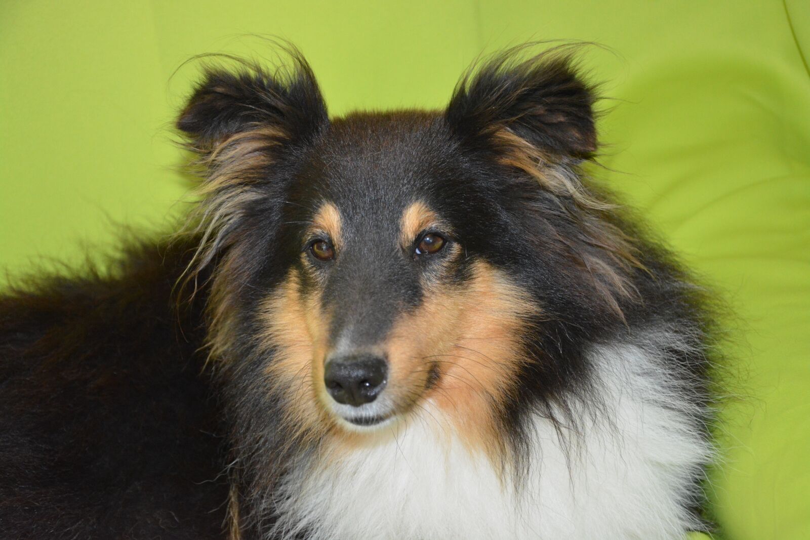 Nikon D5200 sample photo. Dog, dog shetland sheepdog photography