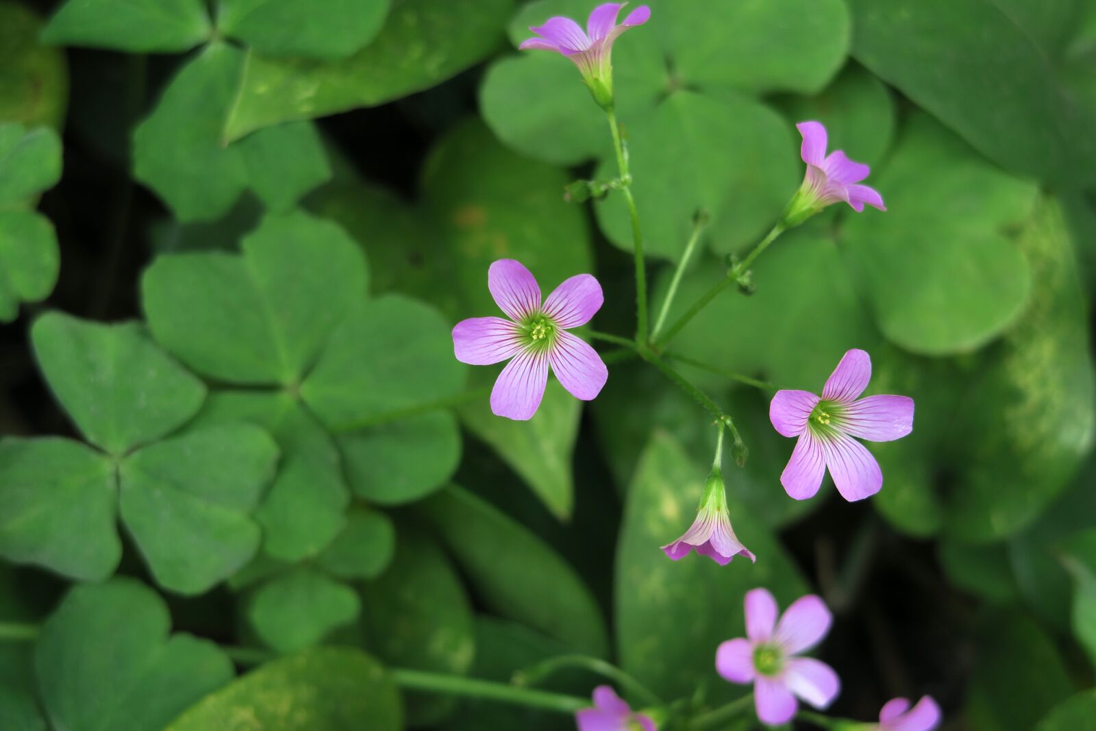 Canon PowerShot G7 X sample photo. Plant, flower, nature photography