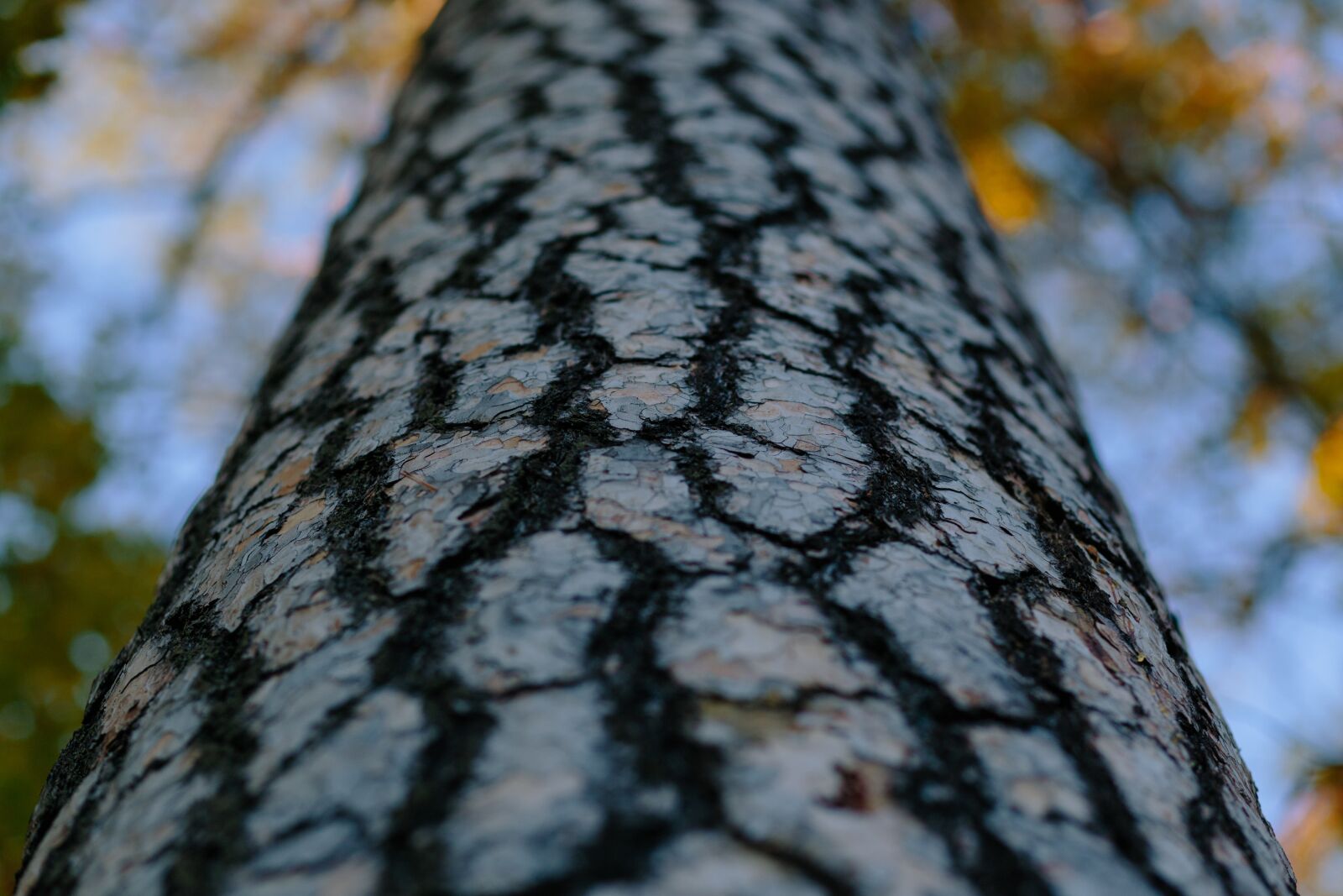 Canon EF 85mm F1.8 USM sample photo. Nature, abstract, autumn photography
