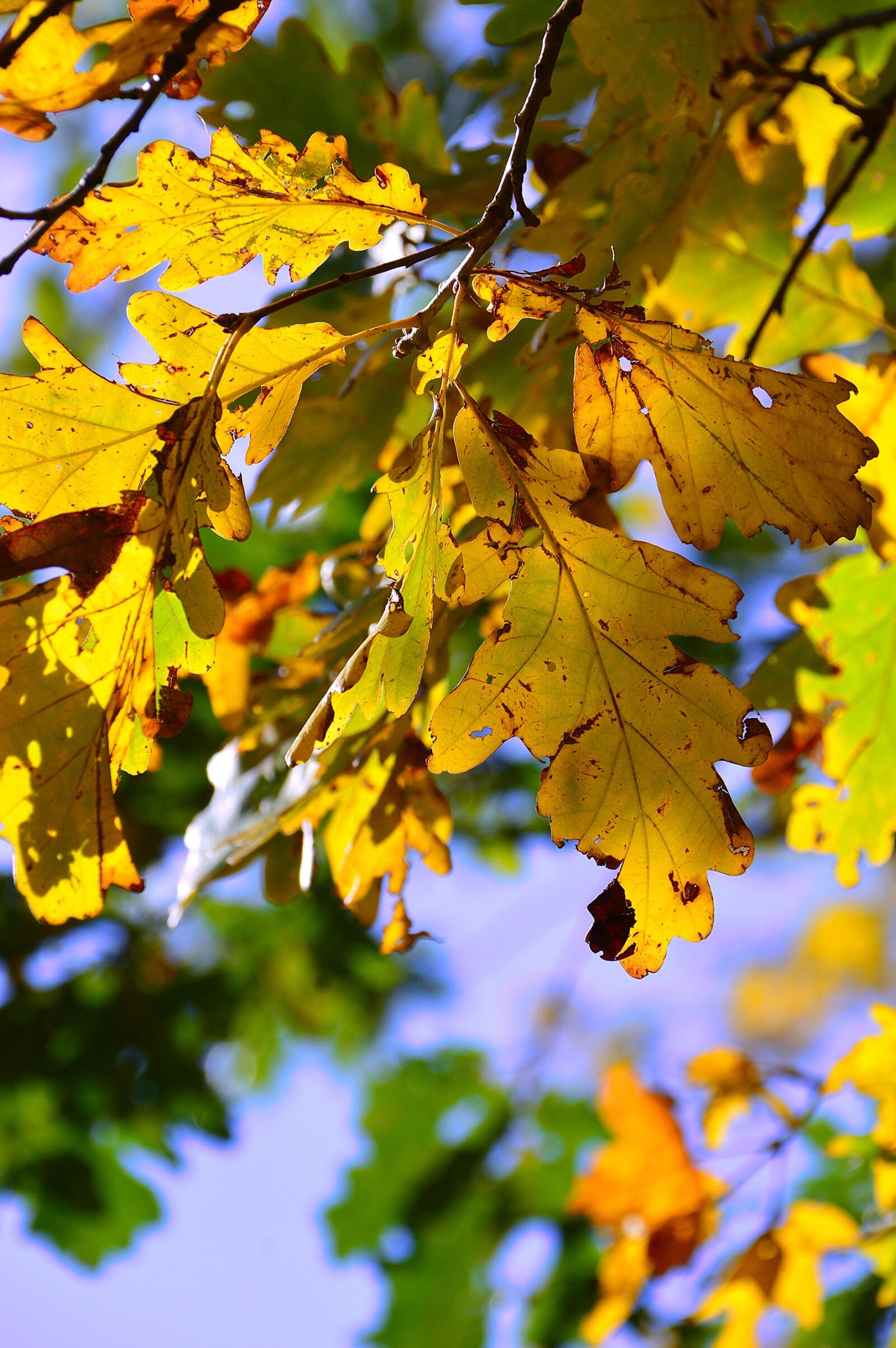 Nikon D3200 sample photo. Autumn, holidays, color photography