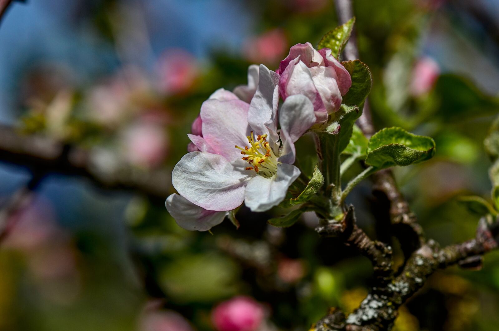 Nikon D7000 sample photo. Blossom, bloom, spring photography