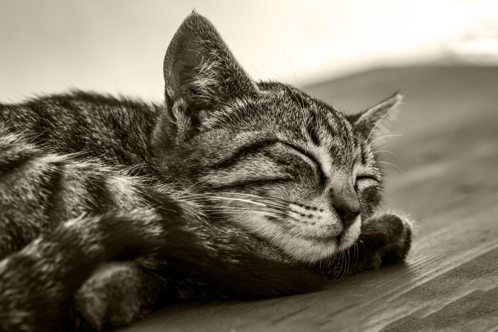 Canon EOS 1300D (EOS Rebel T6 / EOS Kiss X80) sample photo. Cat, feline, tiger photography