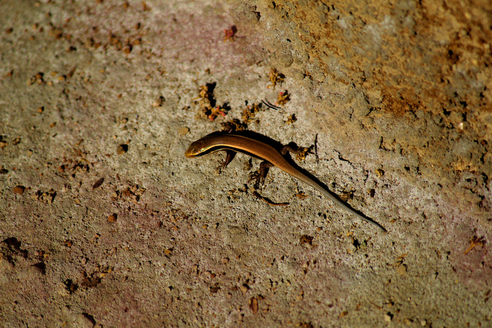 Canon EOS 1200D (EOS Rebel T5 / EOS Kiss X70 / EOS Hi) sample photo. Animal, lizard, nature, wild photography