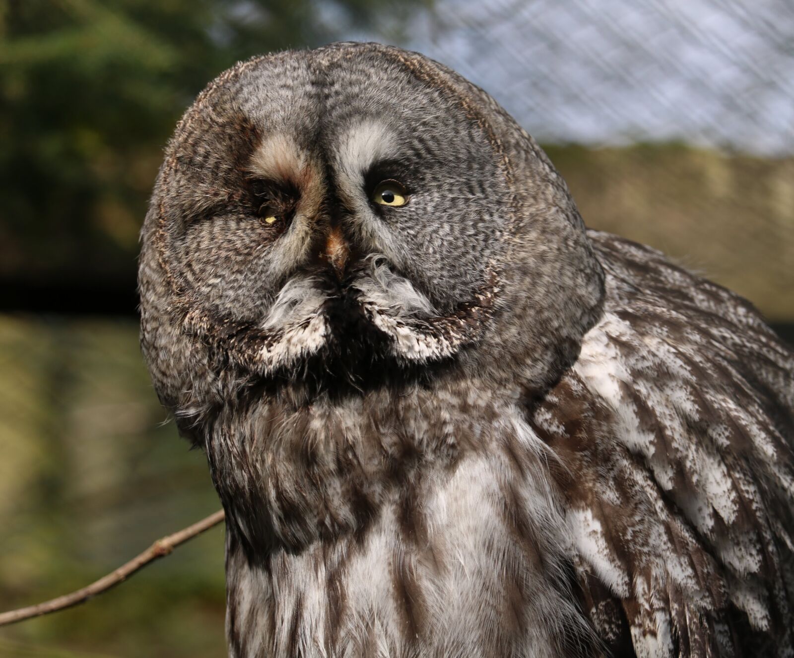 Canon EOS 750D (EOS Rebel T6i / EOS Kiss X8i) sample photo. Bird, animal world, bird photography