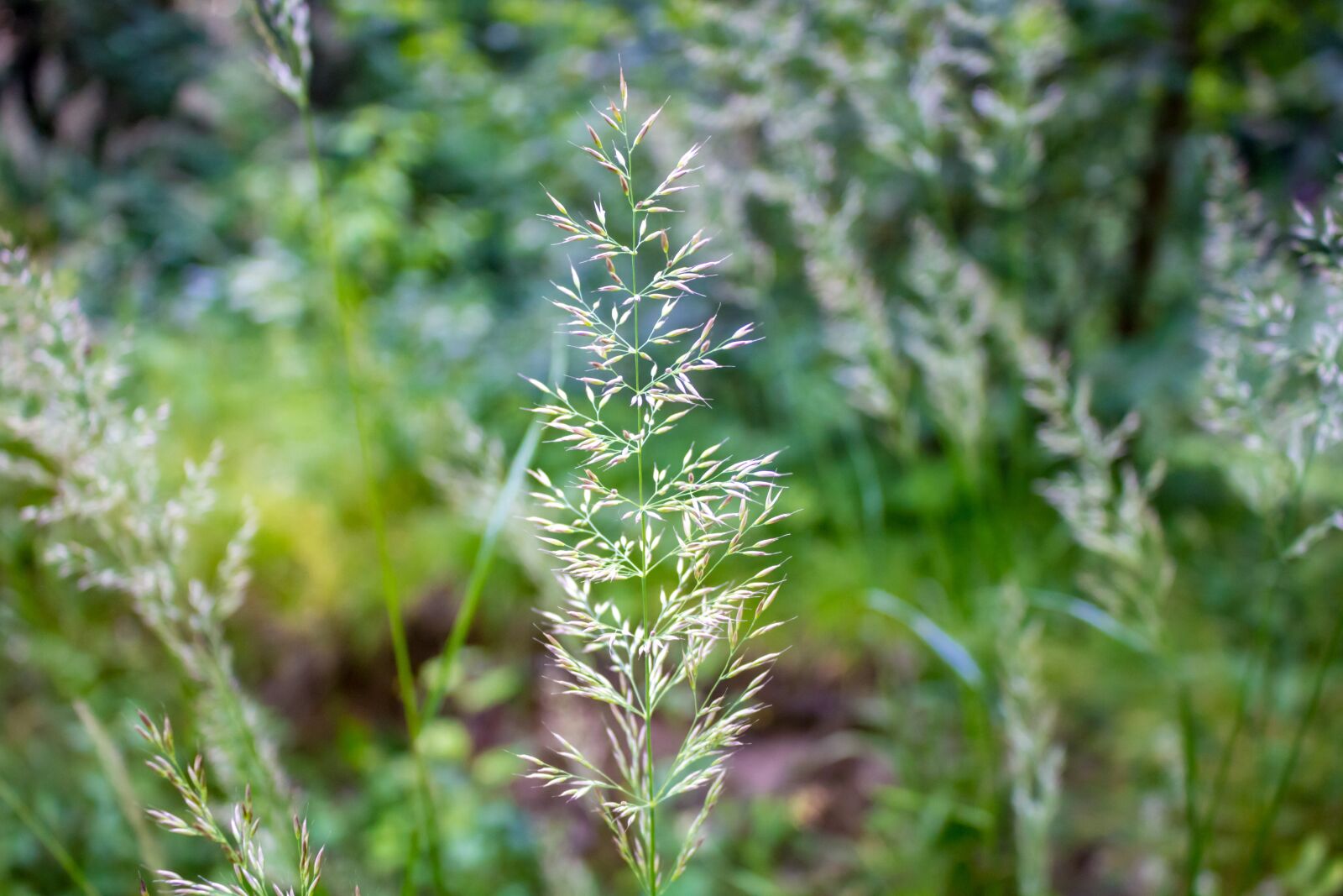 Canon EOS 100D (EOS Rebel SL1 / EOS Kiss X7) sample photo. Background, plants, grass photography