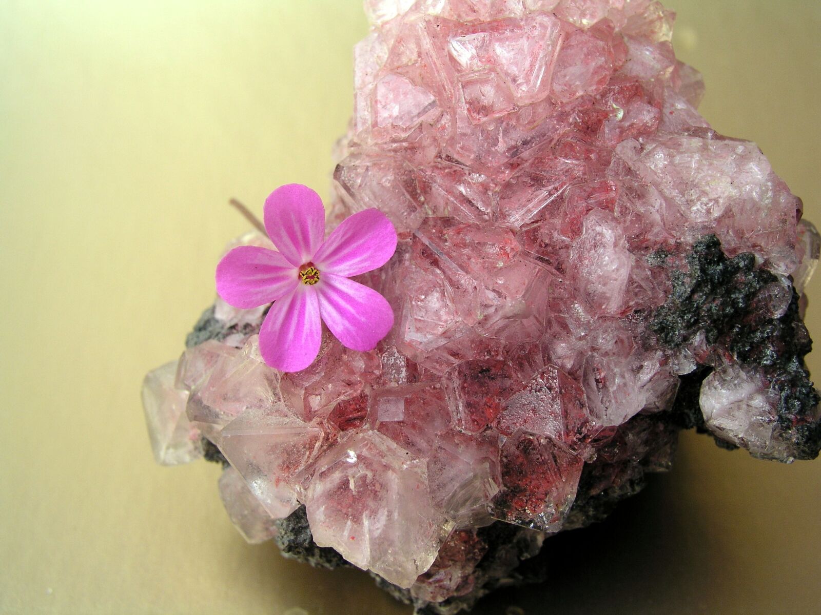 Olympus C5050Z sample photo. Crystal, still life, flower photography