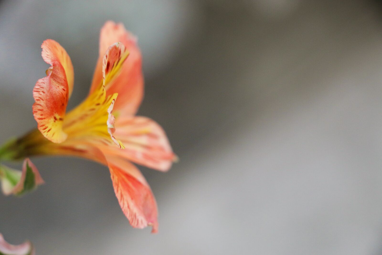 Canon EOS 70D sample photo. Orange, flower, petals photography