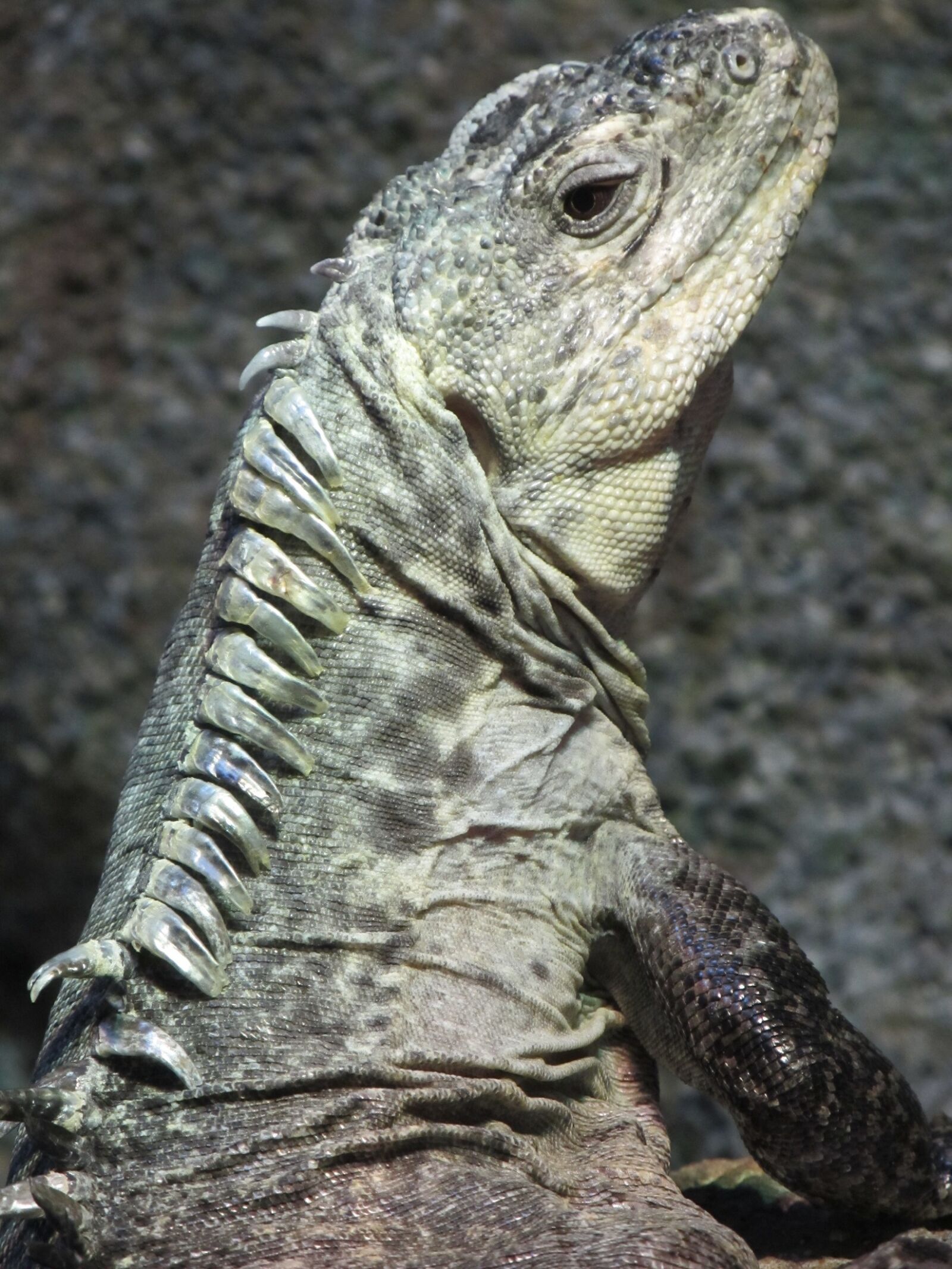 Canon PowerShot SX130 IS sample photo. Utila iguana, reptile, wildlife photography
