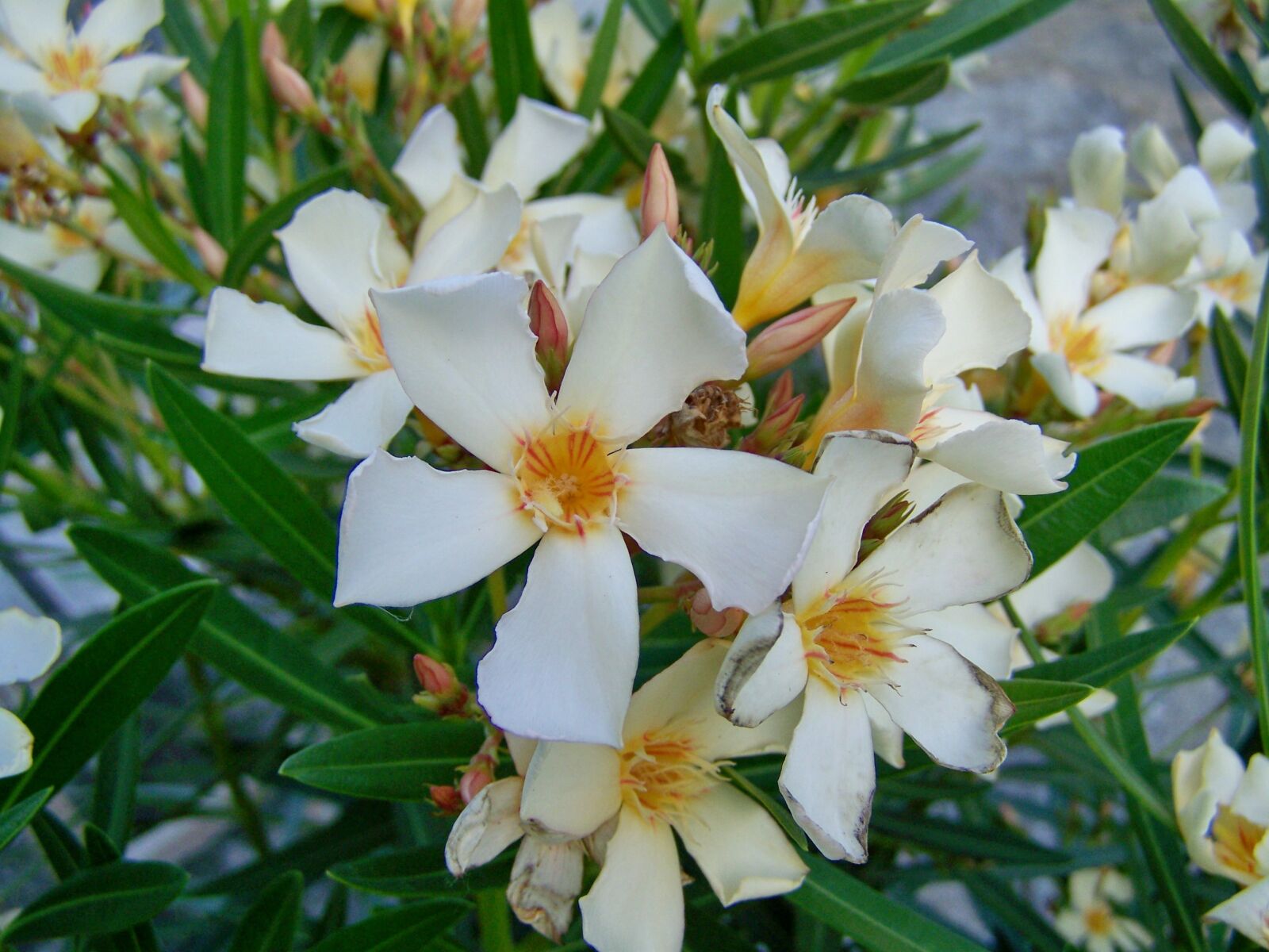 Kodak EASYSHARE ZD710 ZOOM DIGITAL CAMERA sample photo. Leander, white-flowered, mediterranean plants photography