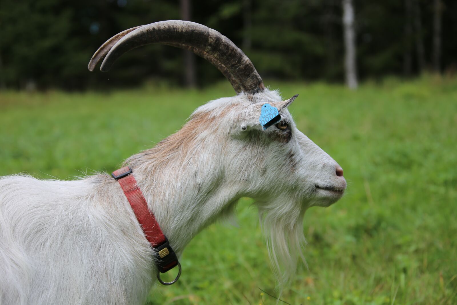 Canon EOS 6D sample photo. Goat, white goat, animal photography