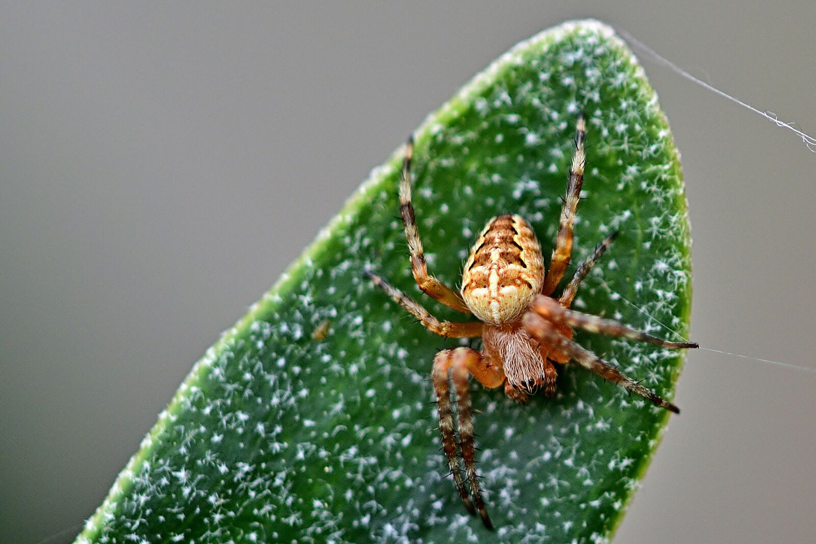 Nikon D5200 sample photo. Spider, leaf, nature photography