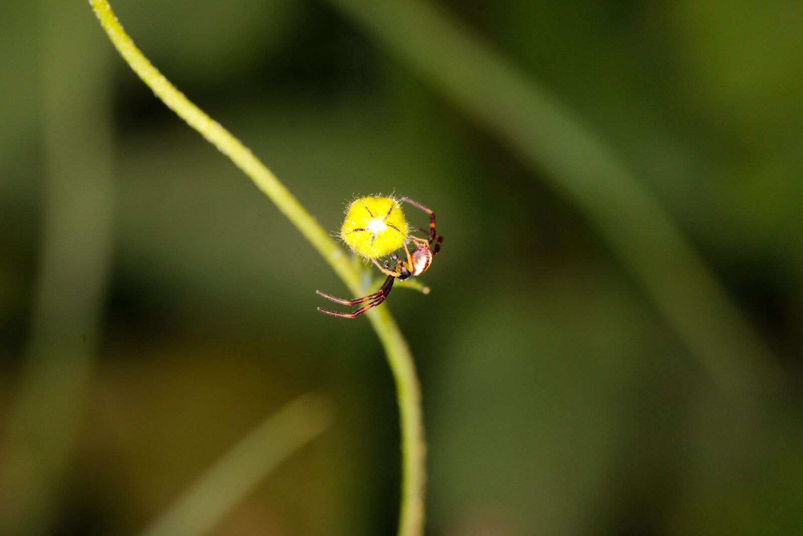 Canon EOS 70D sample photo. Nature, insect, leaf photography