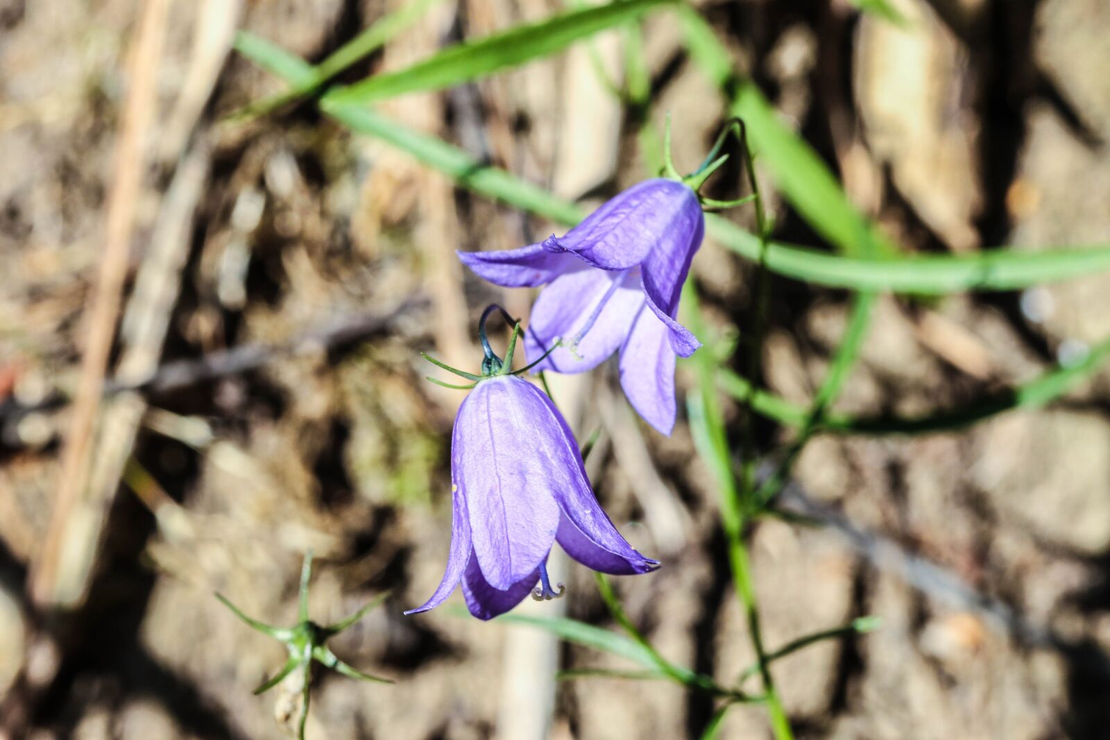 Canon EOS 7D Mark II sample photo. Bluebell, flowers, wild flowers photography