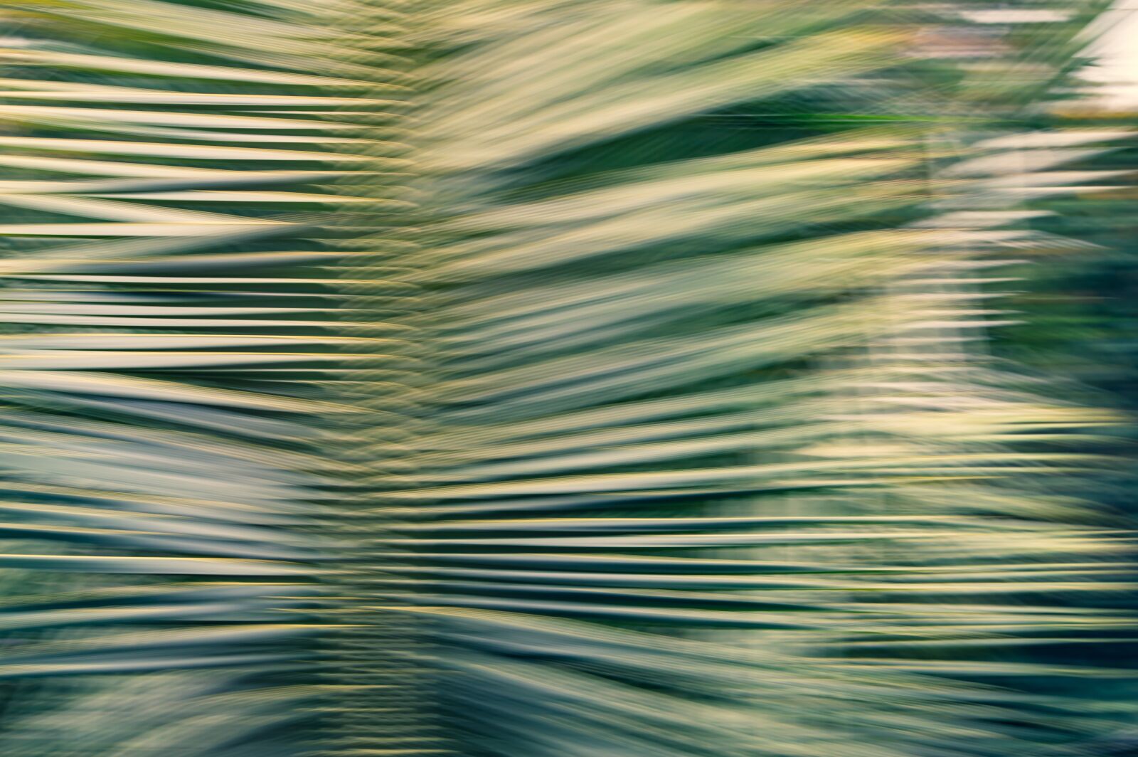 Nikon D3200 sample photo. Palm, leaves, tropical photography