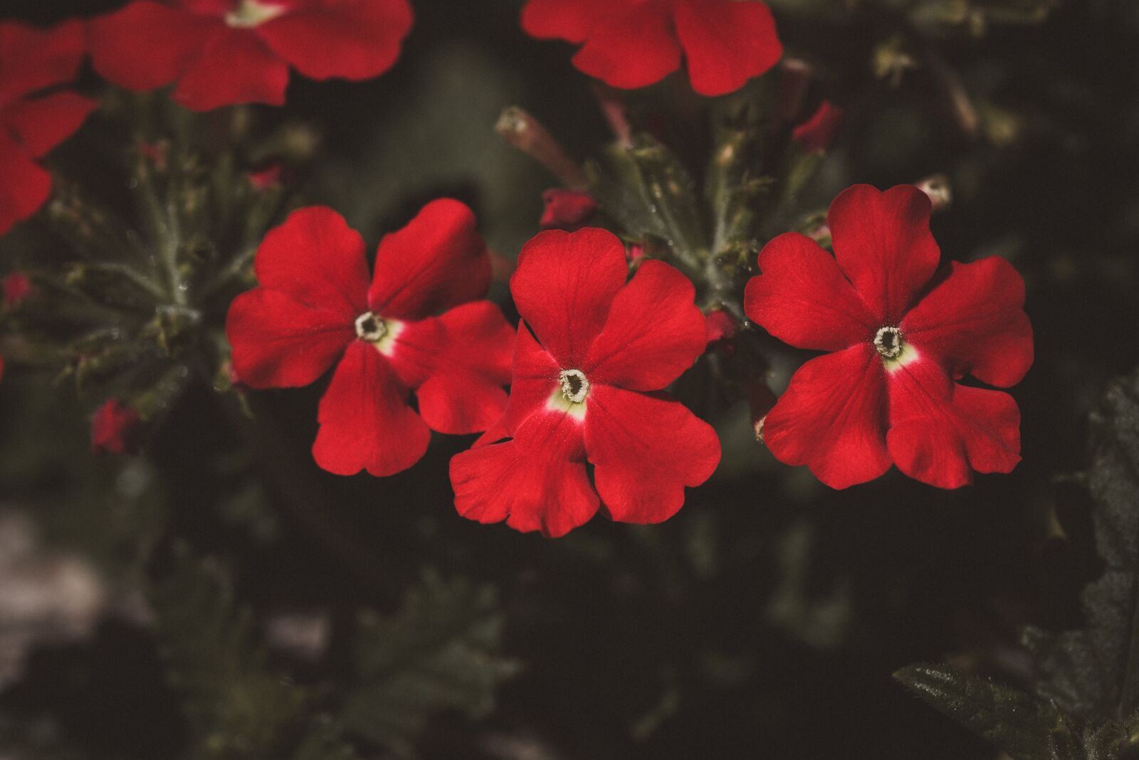 Nikon D750 sample photo. Flowers, red, flower photography
