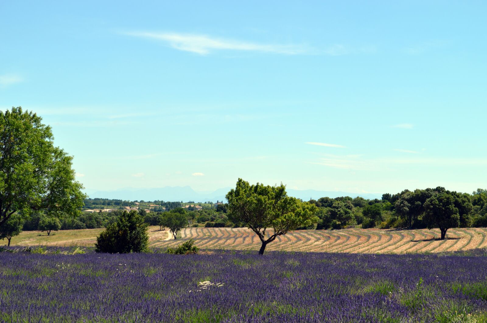 Nikon D3200 sample photo. Lavender, provence, france photography