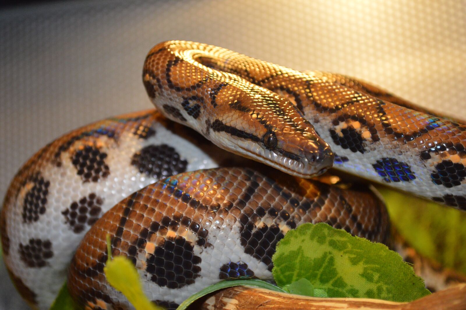 Nikon D3200 sample photo. Boa constrictor, snake, reptile photography