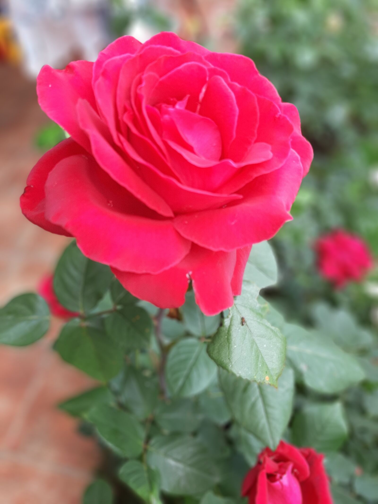 Samsung Galaxy A50 sample photo. Roses, rose, flower photography