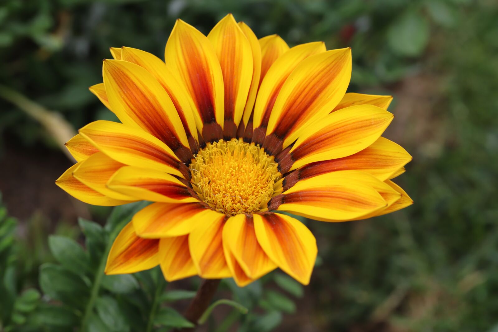 Canon EOS 6D Mark II sample photo. Chrysanthemum, flowers, plants photography