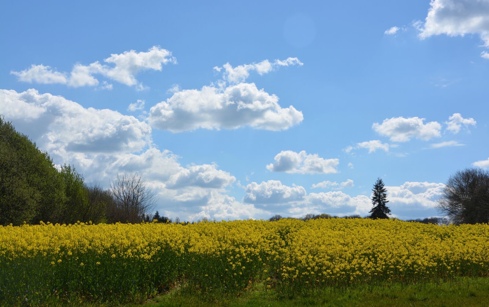 Nikon D5200 sample photo. Rapeseed, agriculture, harvest photography