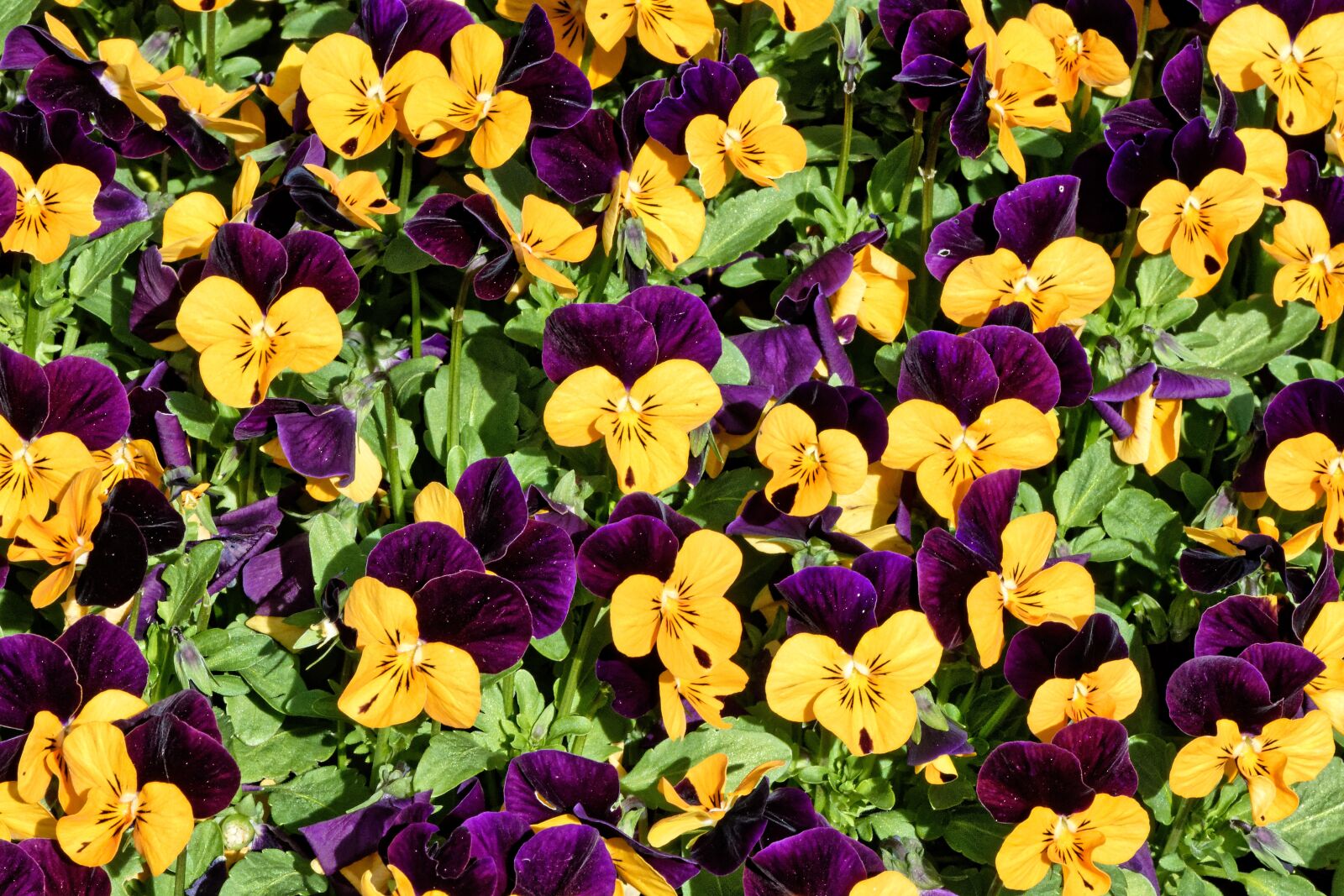 Nikon D7200 sample photo. Flower, pansy, blossom photography