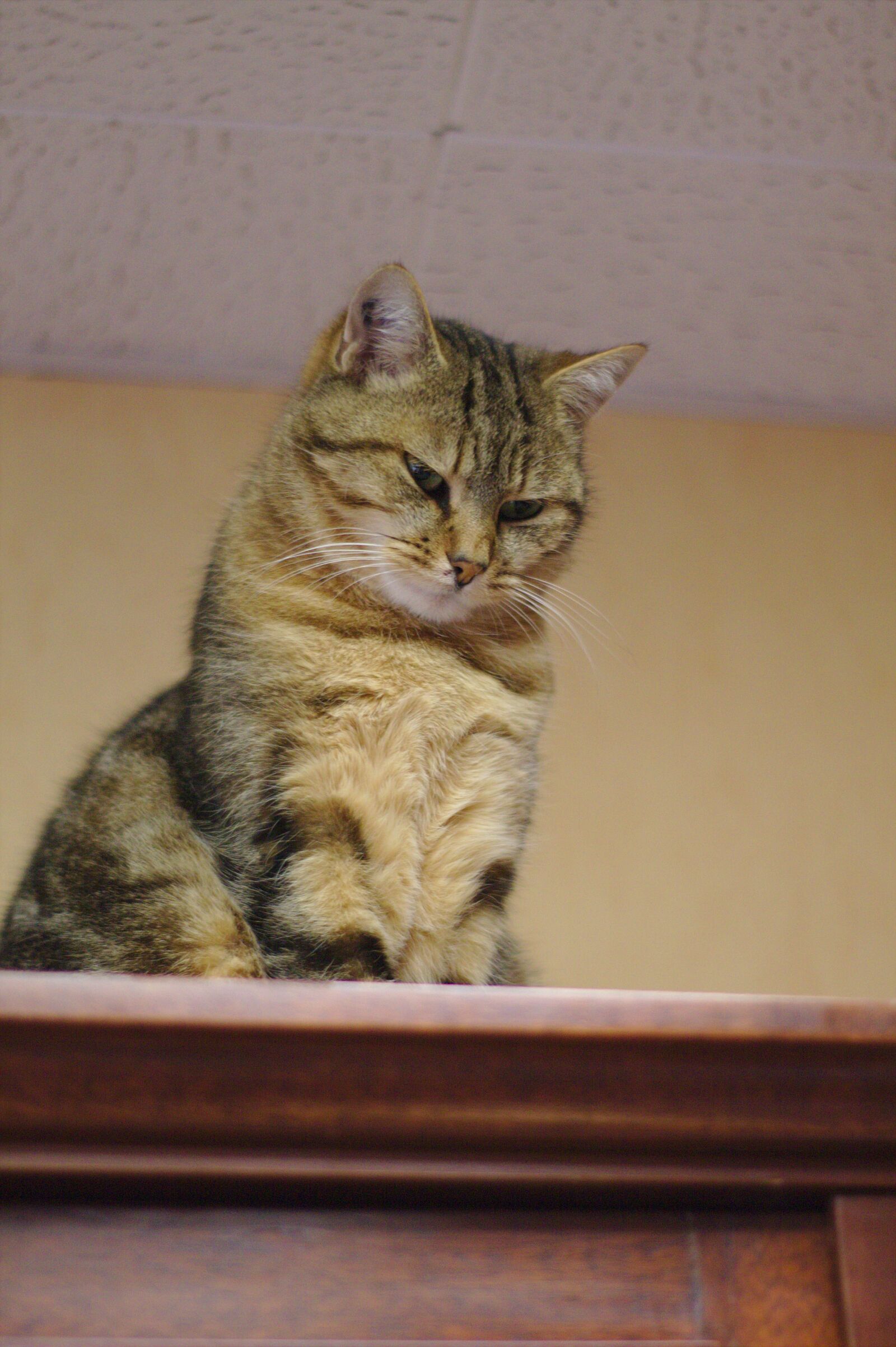 Canon EOS 1100D (EOS Rebel T3 / EOS Kiss X50) sample photo. Cat, tabby, predator photography